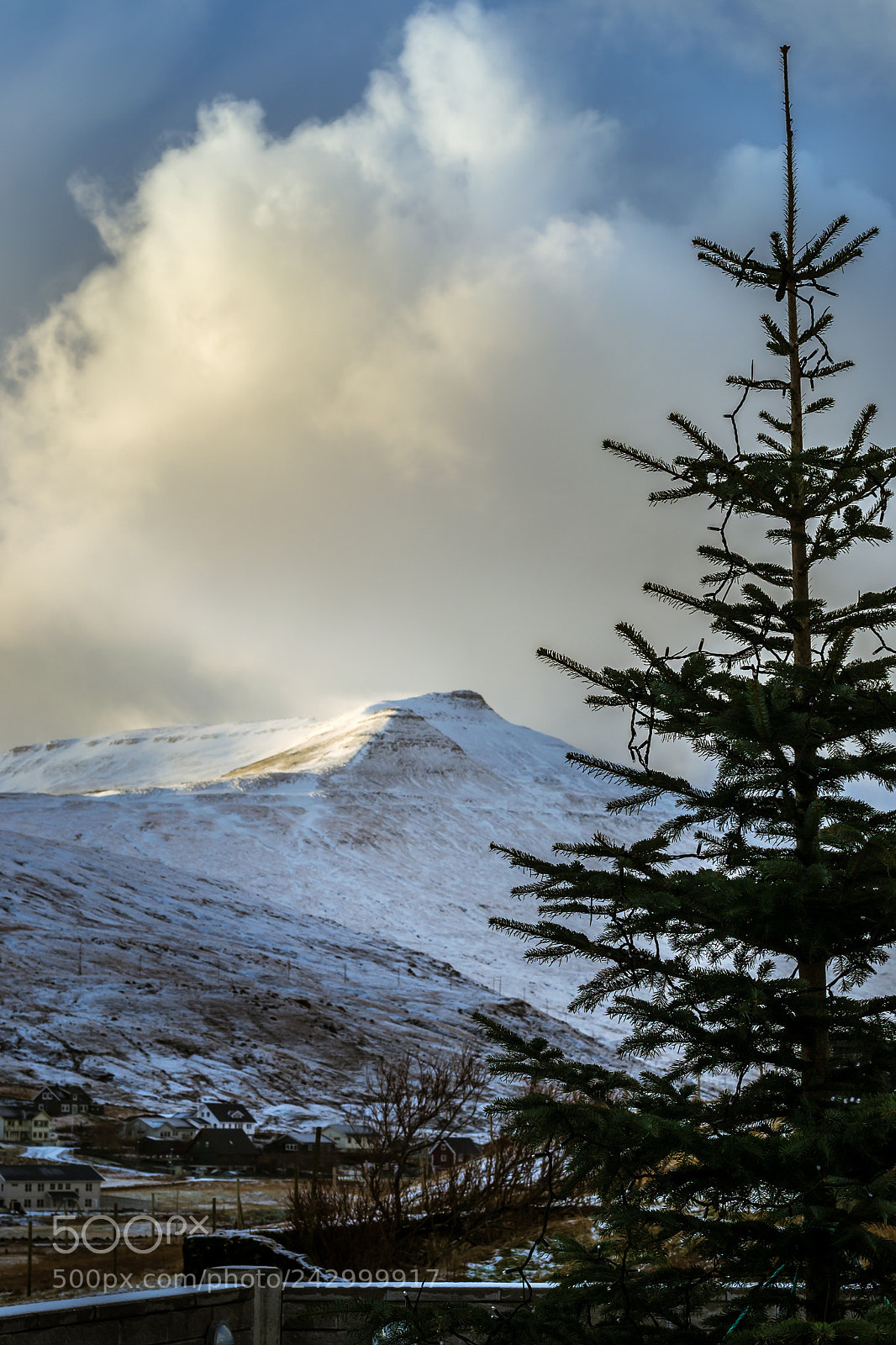 Nikon D3100 sample photo. Christmas tree photography