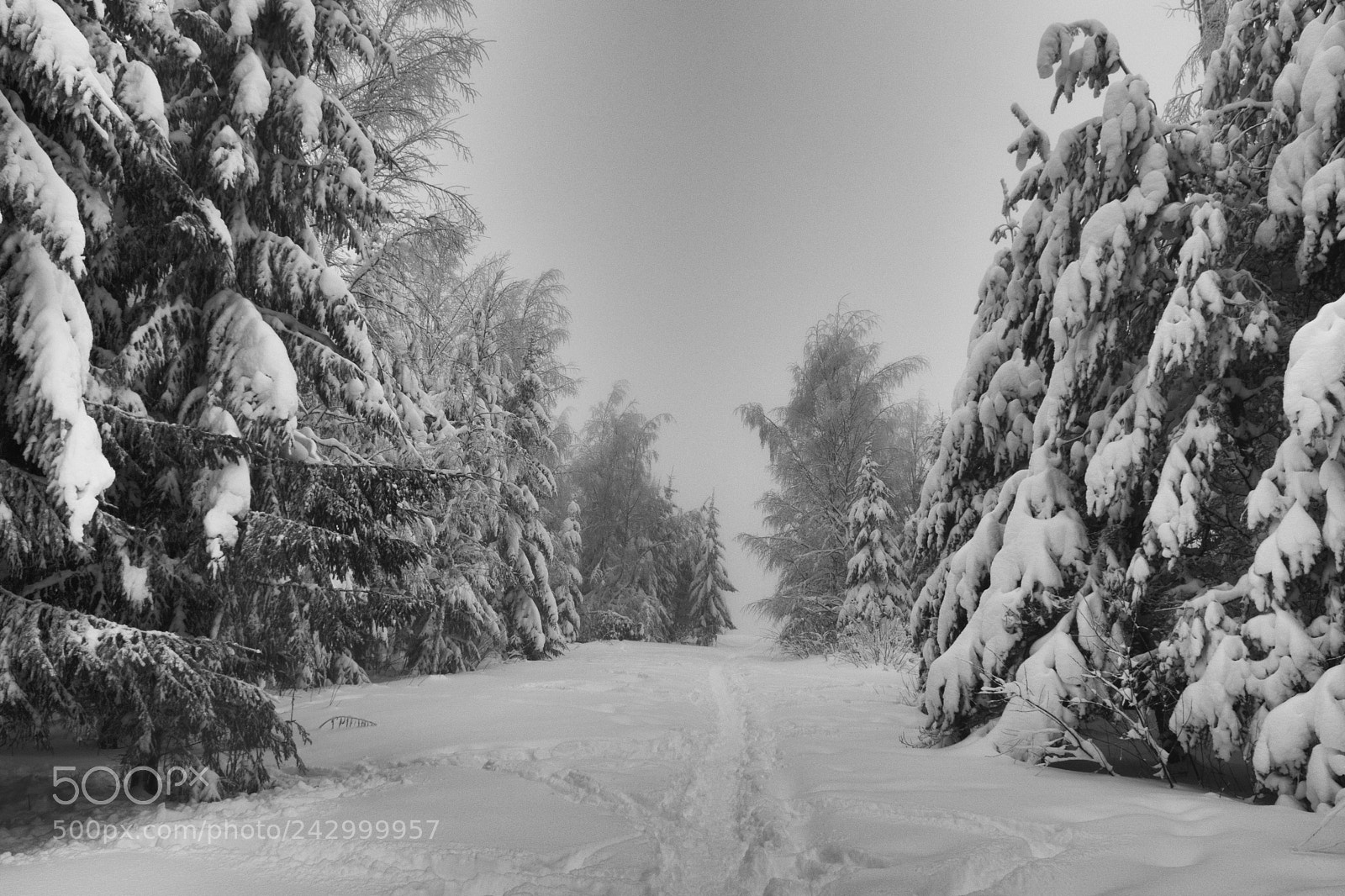 Nikon D7100 sample photo. Winter path photography