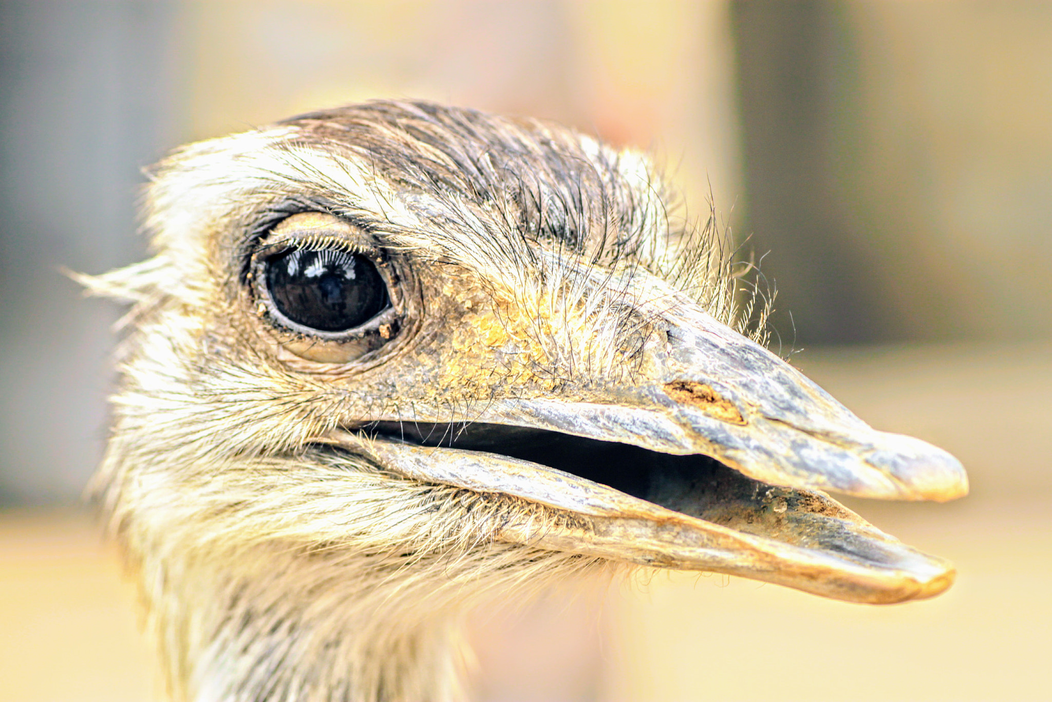 Canon EOS 500D (EOS Rebel T1i / EOS Kiss X3) sample photo. Ostrich photography