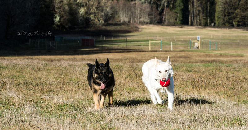 Nikon D4 sample photo. Play time photography