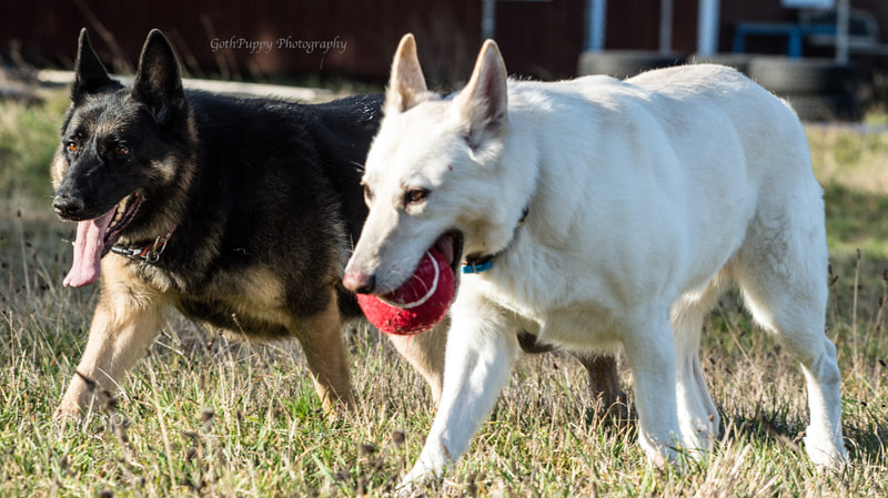 Nikon D4 sample photo. Play time photography