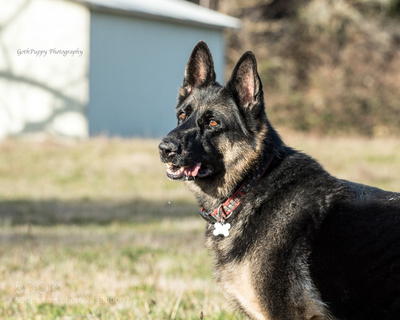 Nikon D4 sample photo. Play time photography