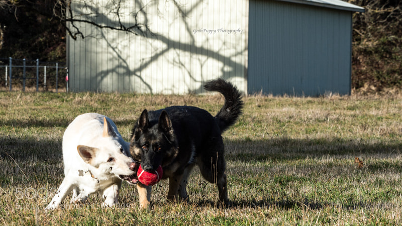 Nikon D4 sample photo. Play time photography