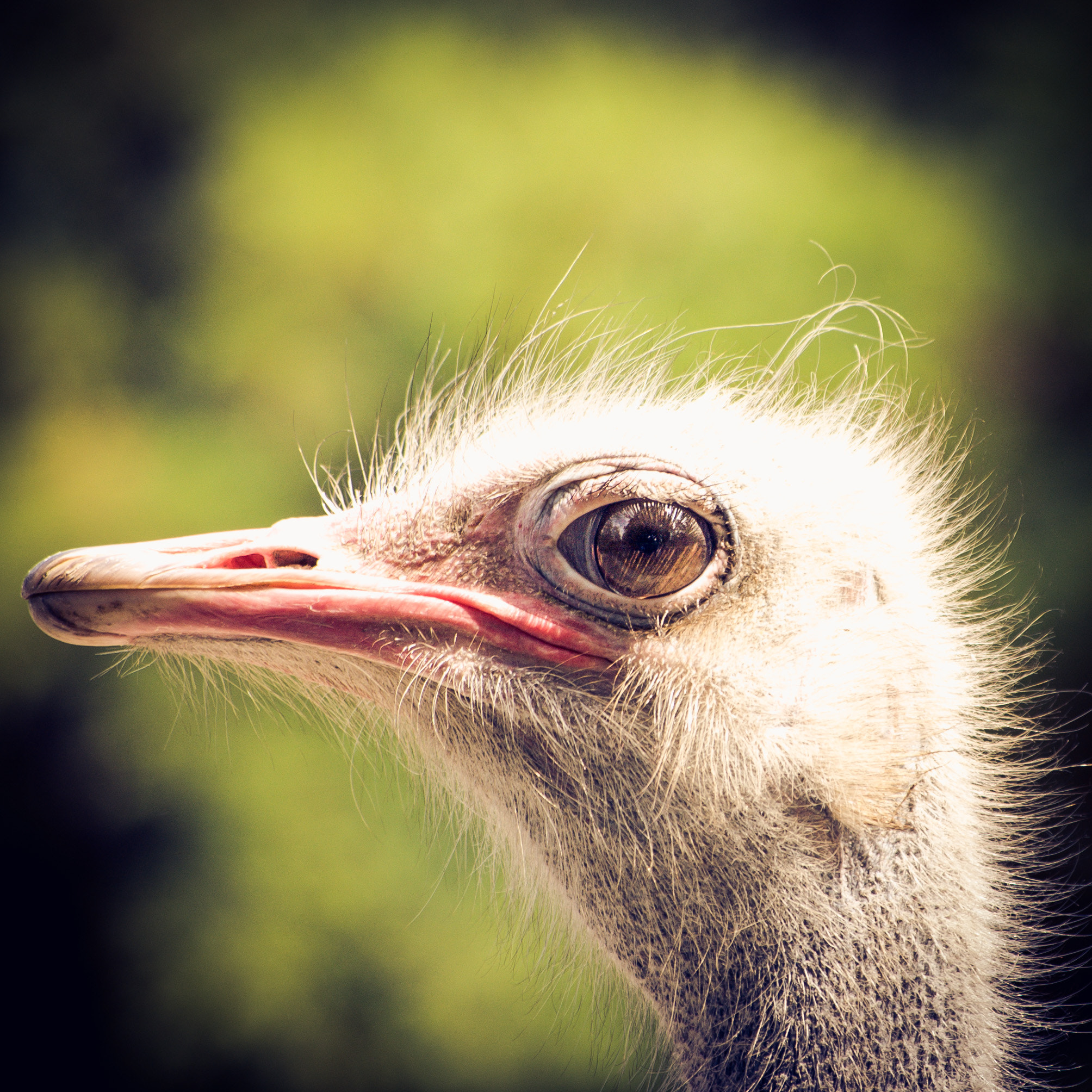 Pentax K100D sample photo. Ostrich photography