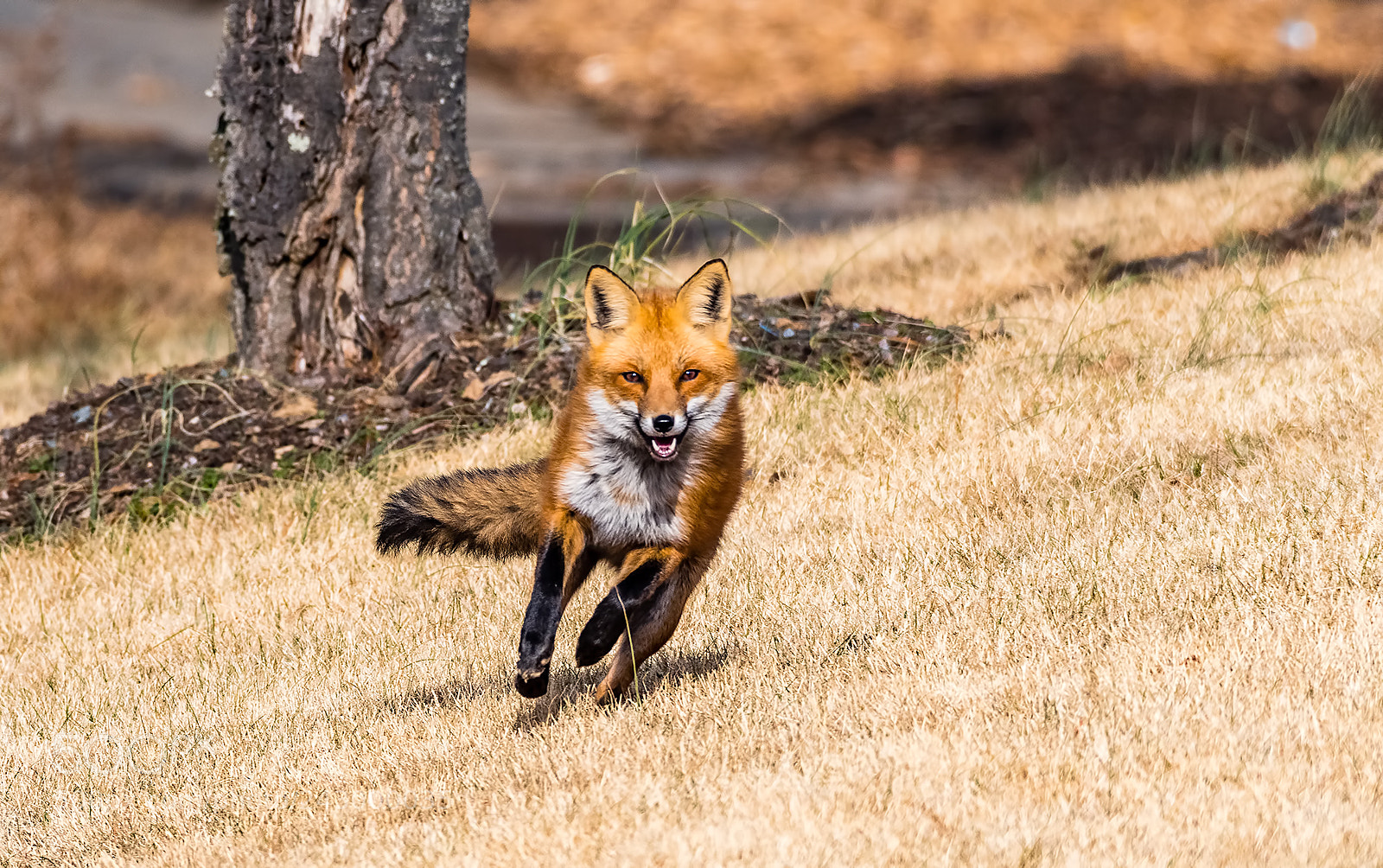 Nikon D500 sample photo. Running fox photography