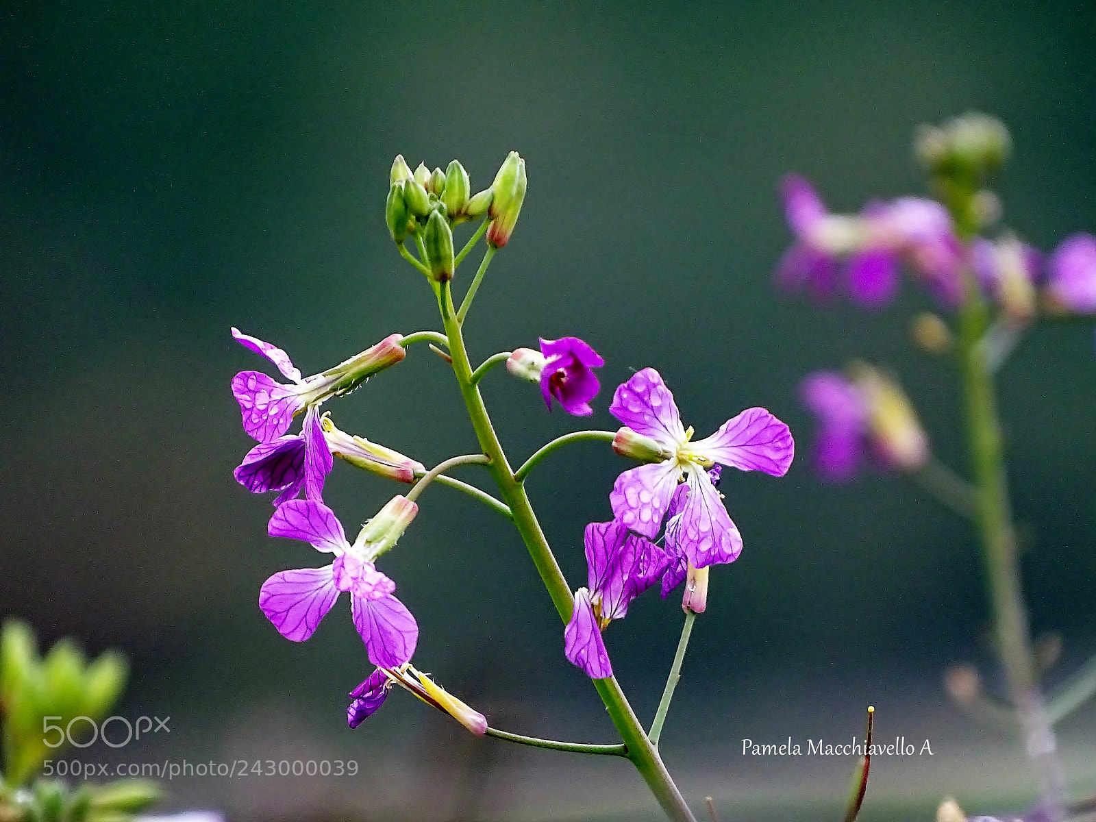 Sony Cyber-shot DSC-HX400V sample photo. Wild flower photography