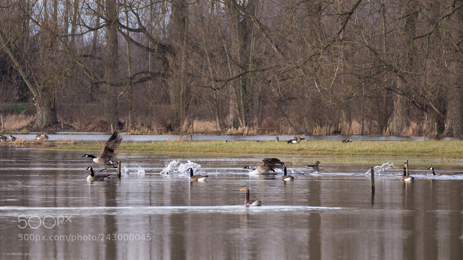 Nikon D7200 sample photo. Stress at family goose photography