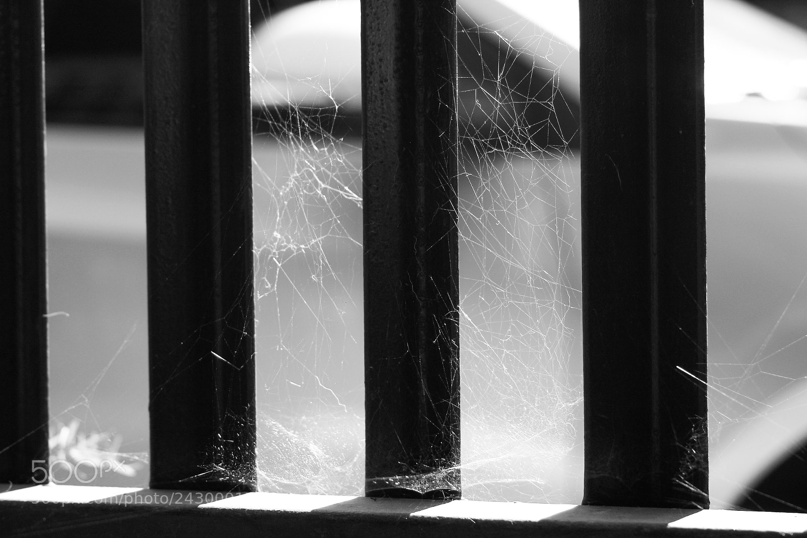 Canon EOS 1200D (EOS Rebel T5 / EOS Kiss X70 / EOS Hi) sample photo. Spiderwebs photography