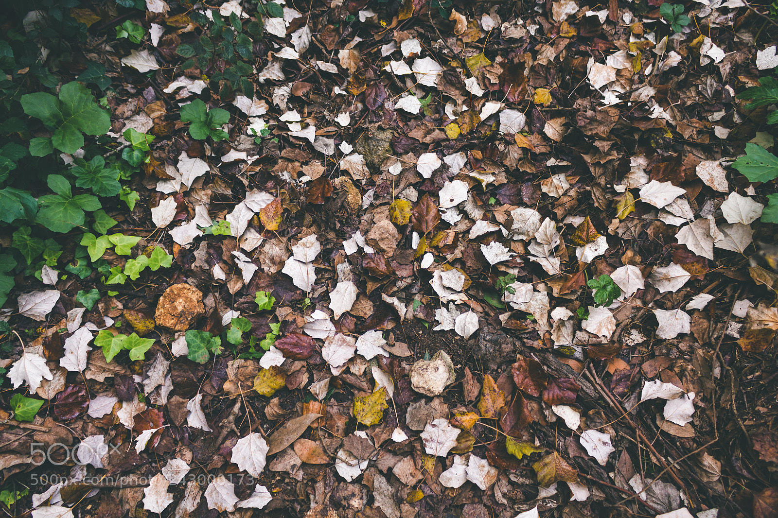 Canon EOS 550D (EOS Rebel T2i / EOS Kiss X4) sample photo. Colours of fall photography