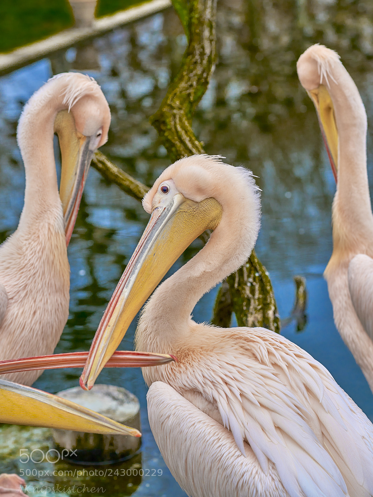 Sony a7R III sample photo. Pelicans photography
