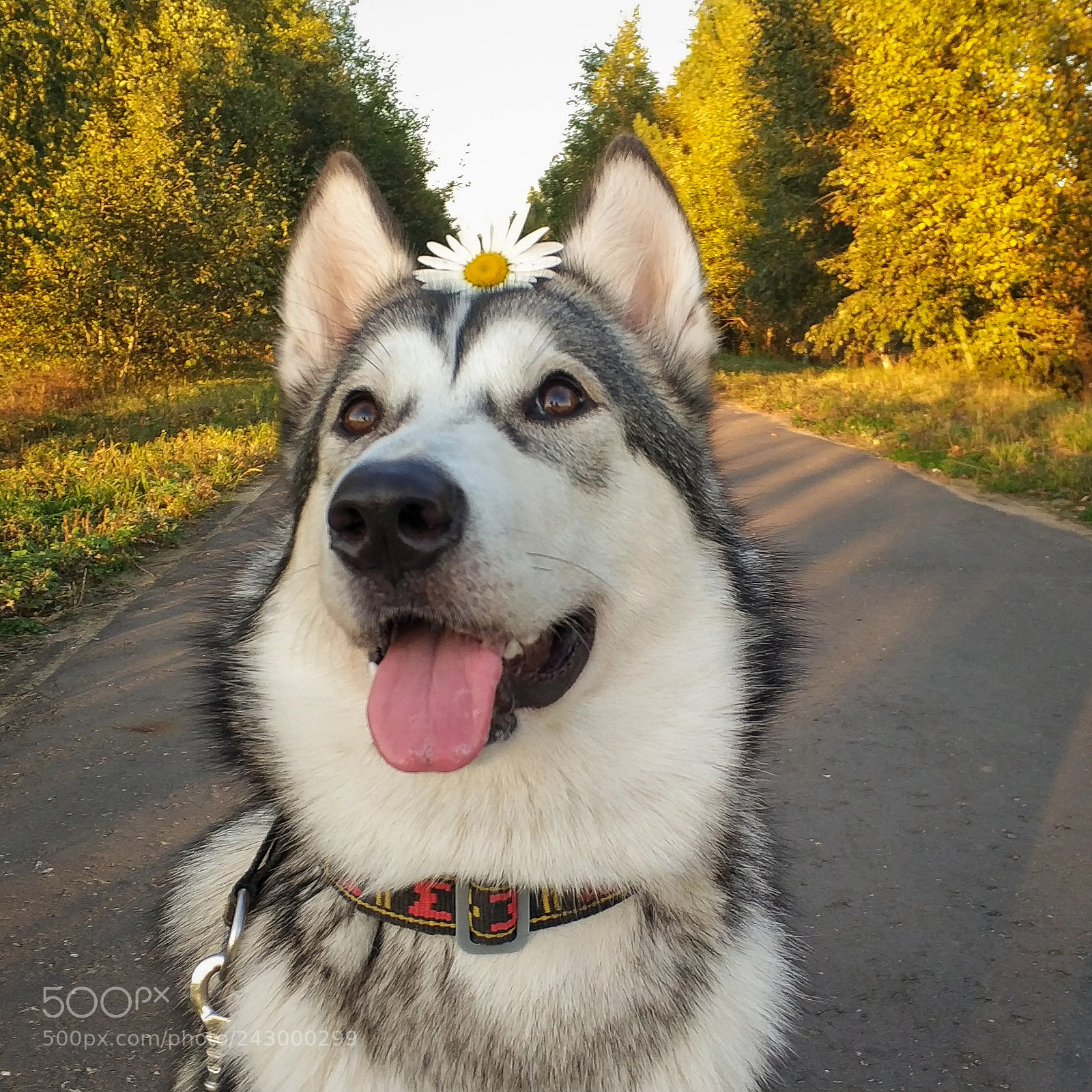 Xiaomi MI6 sample photo. My happy malamute photography