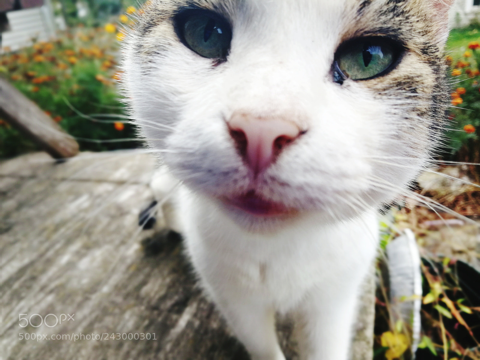 HUAWEI Mate 9 sample photo. Cat photography