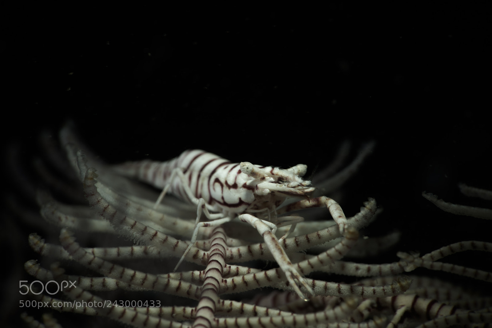 Sony a7R II sample photo. Whip coral shrimp（海鞭虾） photography