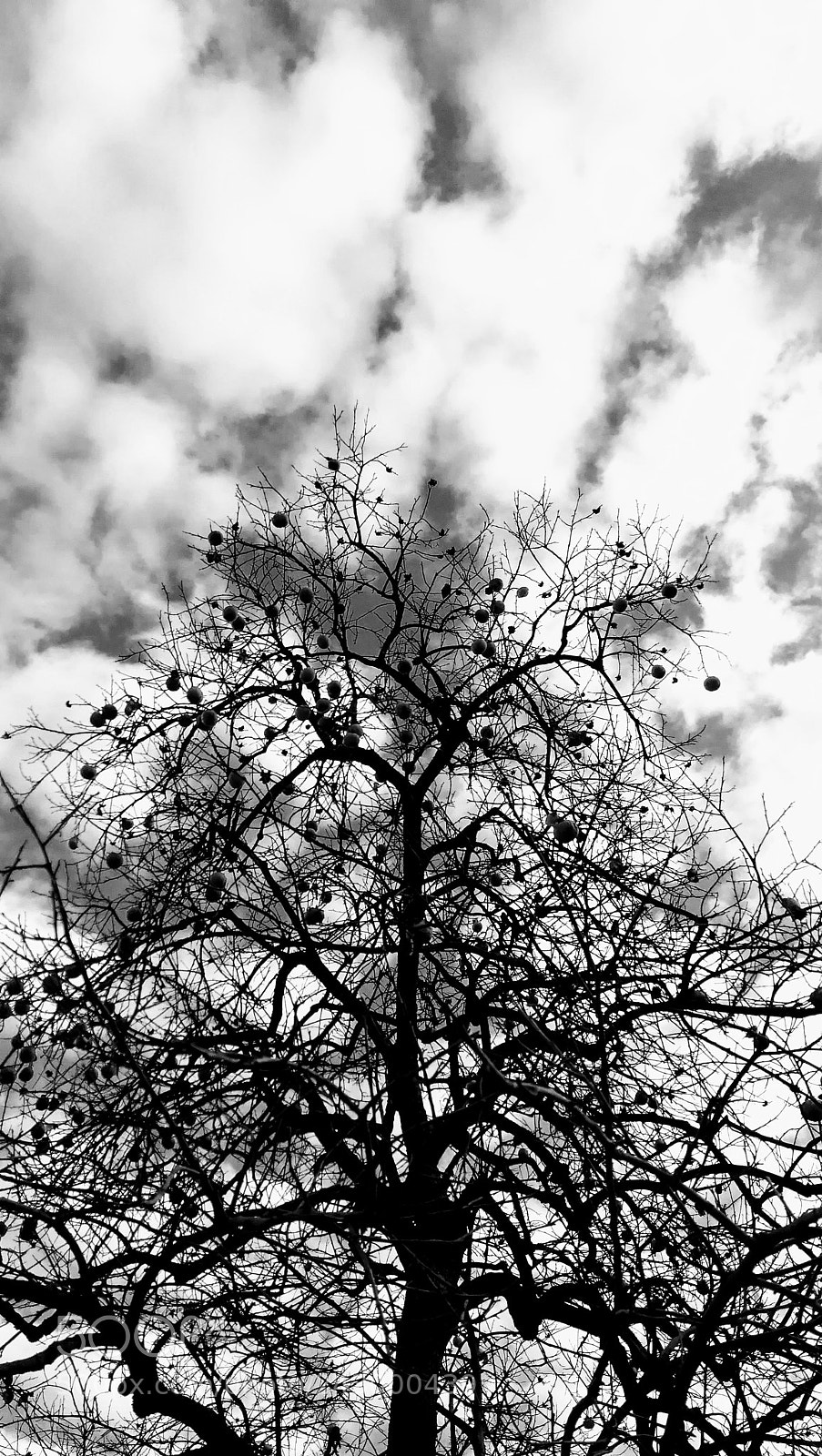 HUAWEI P10 sample photo. Untitled photography