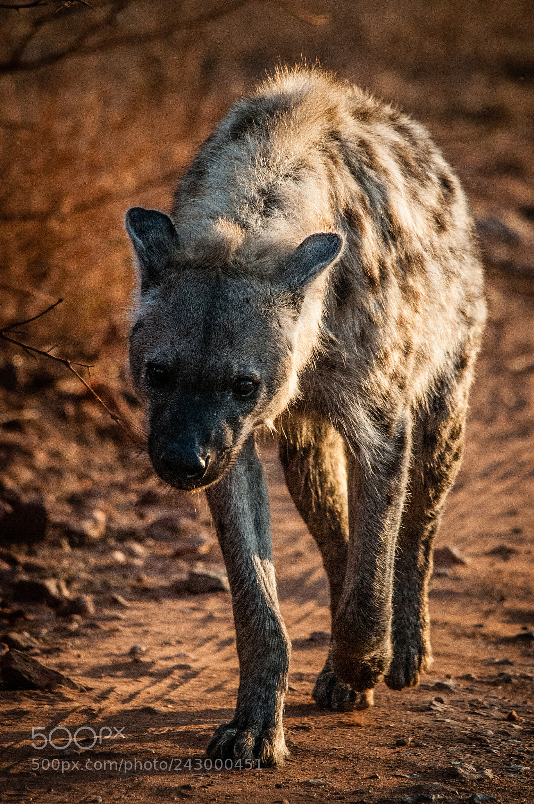Nikon D300S sample photo. Hyena in the morning photography