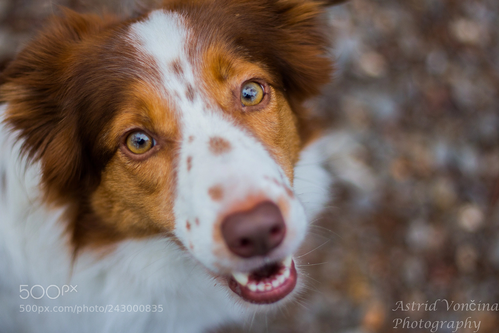 Canon EOS 650D (EOS Rebel T4i / EOS Kiss X6i) sample photo. Pretty eyes photography