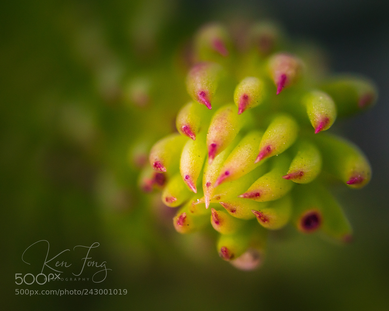 Sony a7R III sample photo. Succulents 1 photography