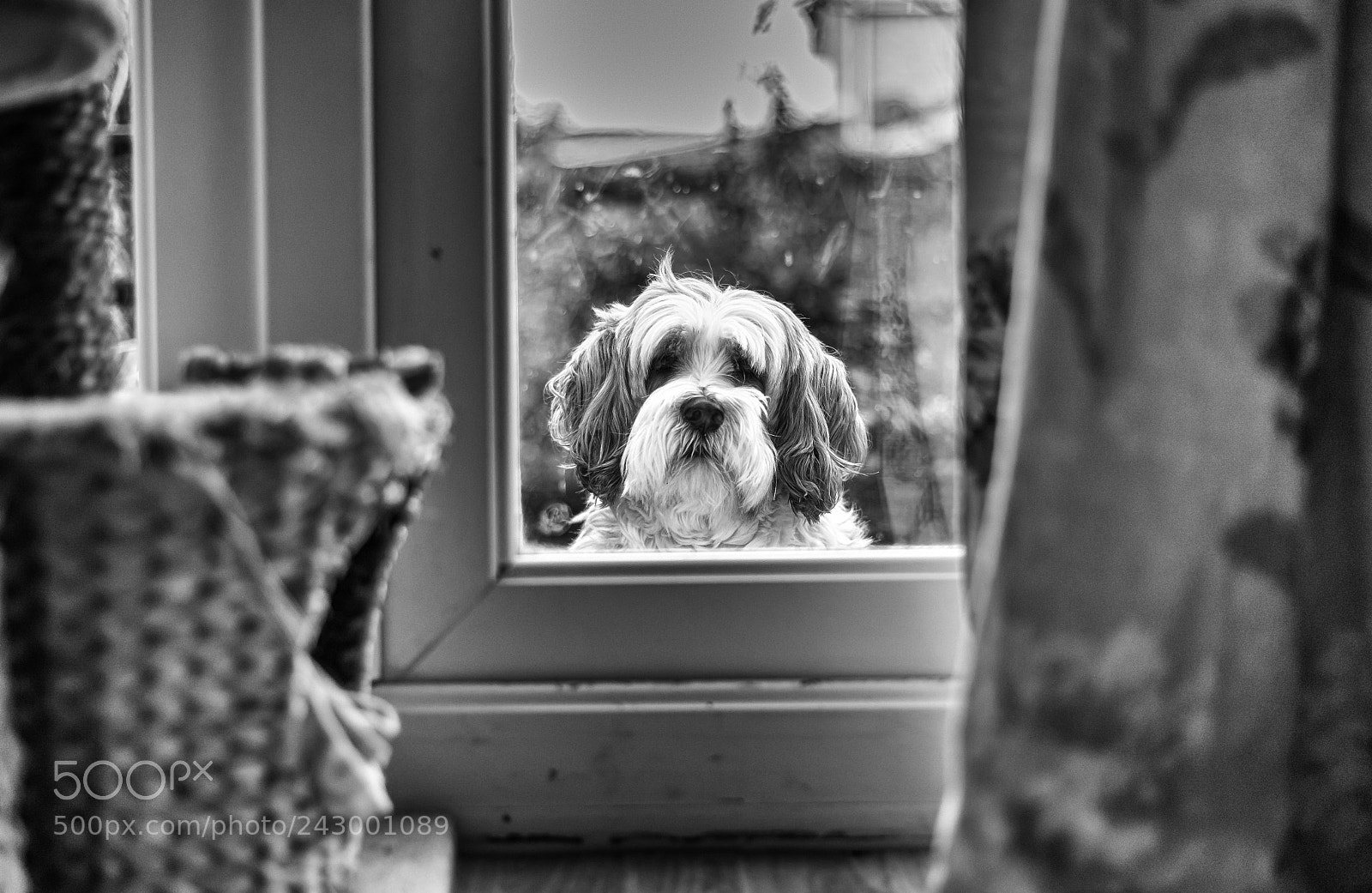 Nikon D610 sample photo. Blosoom window photography