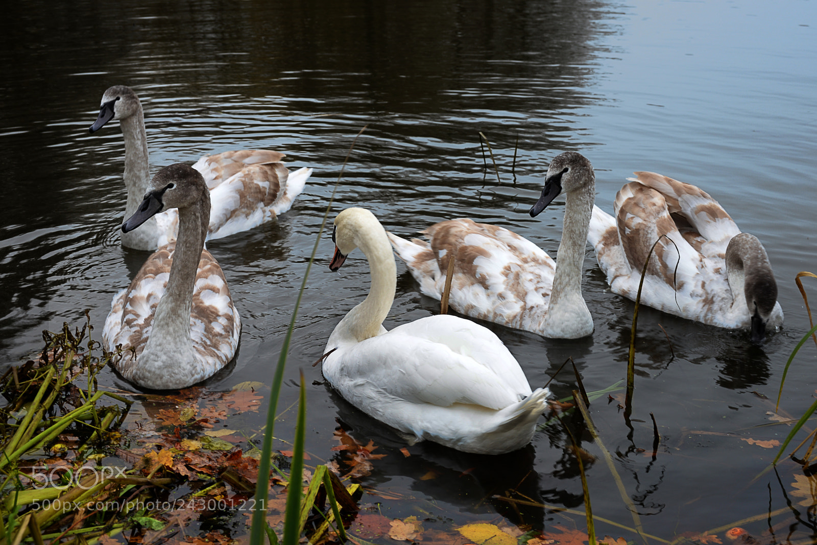 Nikon D610 sample photo. Family of swans on photography