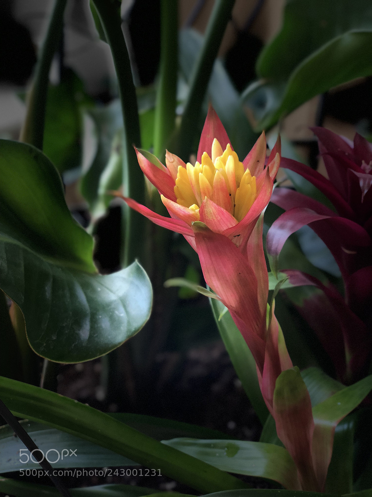 Apple iPhone X sample photo. Untitled photography