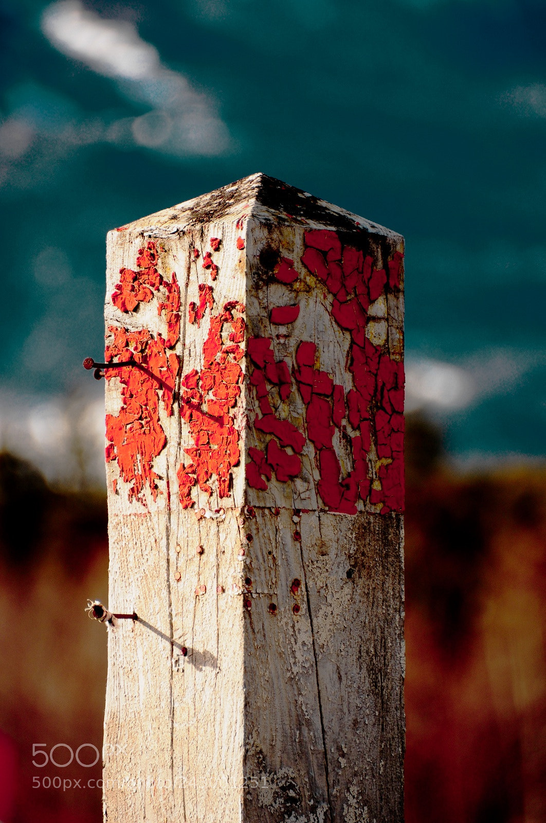 Nikon D300S sample photo. Untitled photography