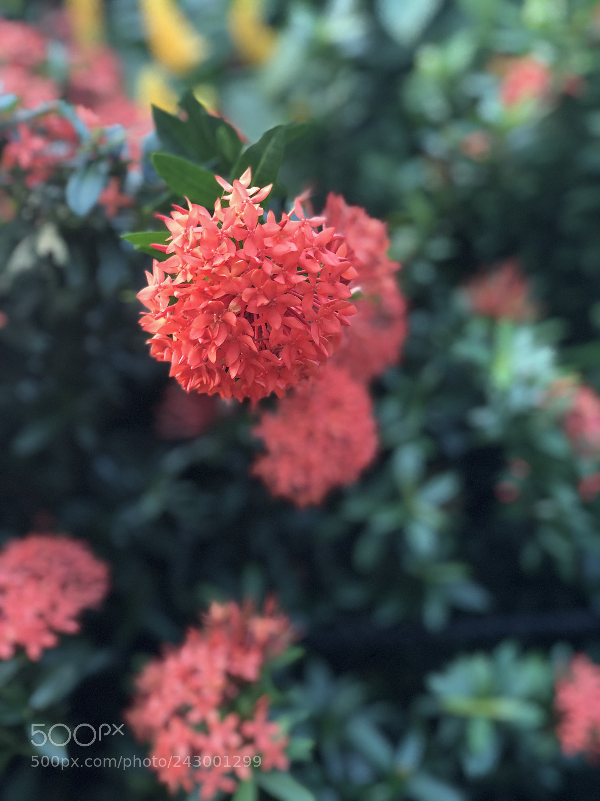 Apple iPhone X sample photo. Untitled photography