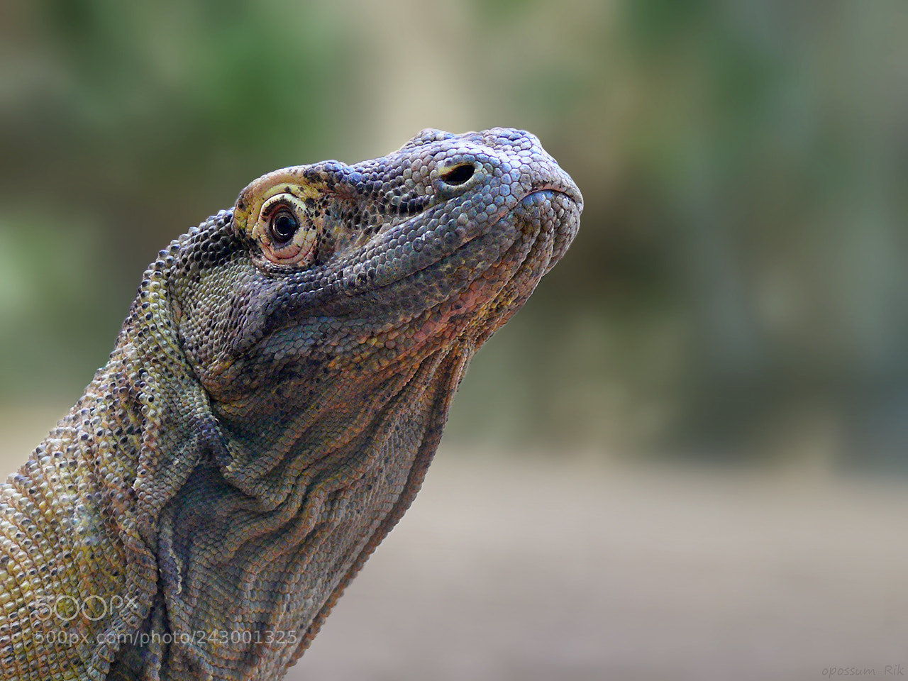 Panasonic DMC-FZ50 sample photo. Comodo dragon photography