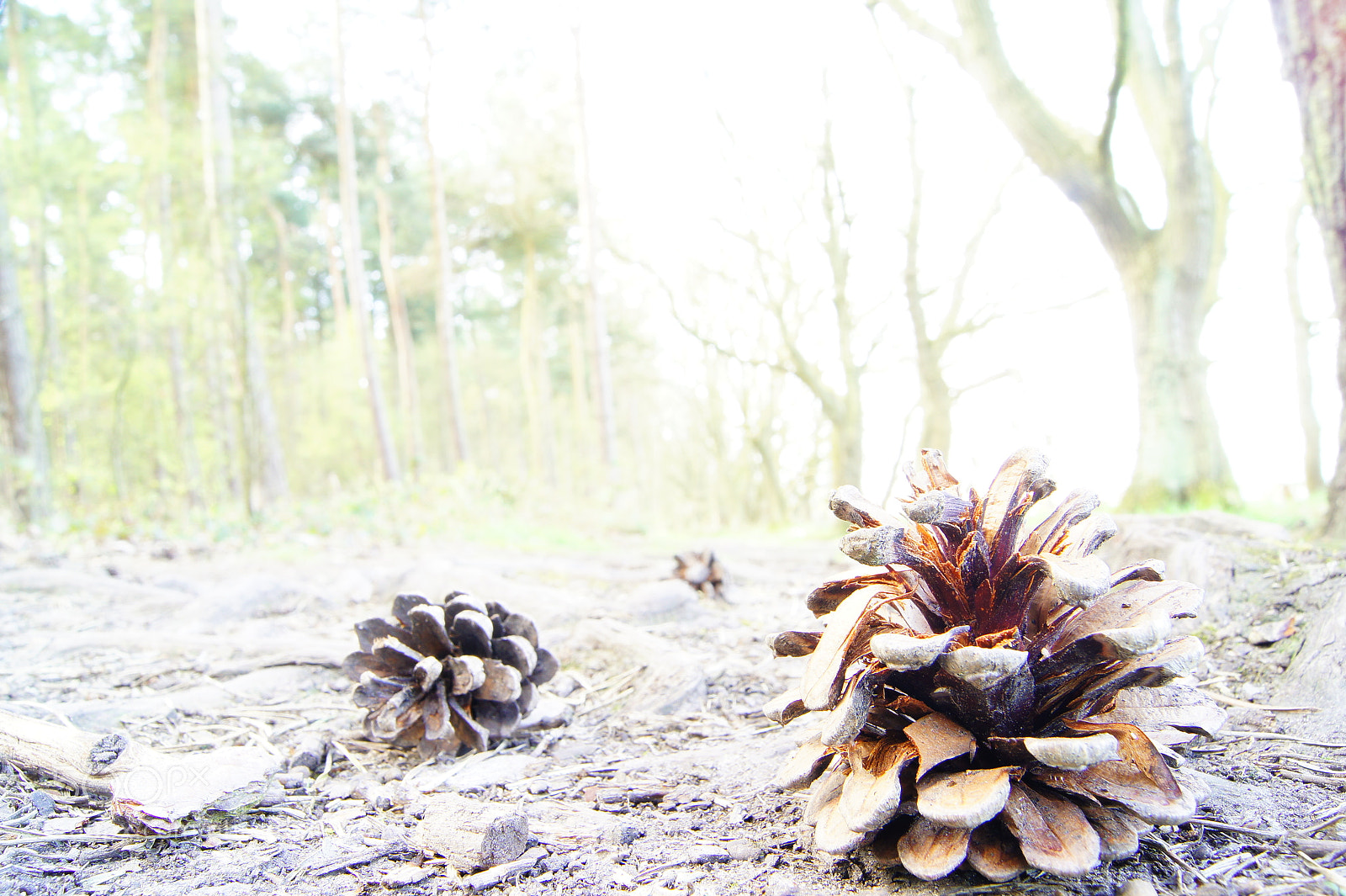 Sony SLT-A33 sample photo. The cone photography
