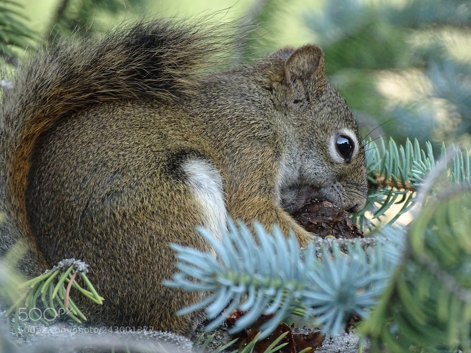 Sony Cyber-shot DSC-HX400V sample photo. Squirrel photography