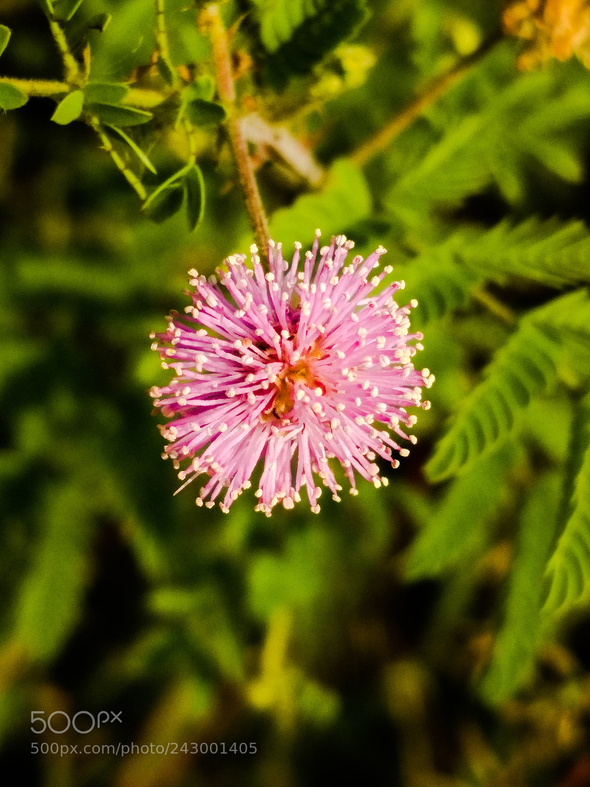 Xiaomi Redmi 4 Pro sample photo. Untitled photography