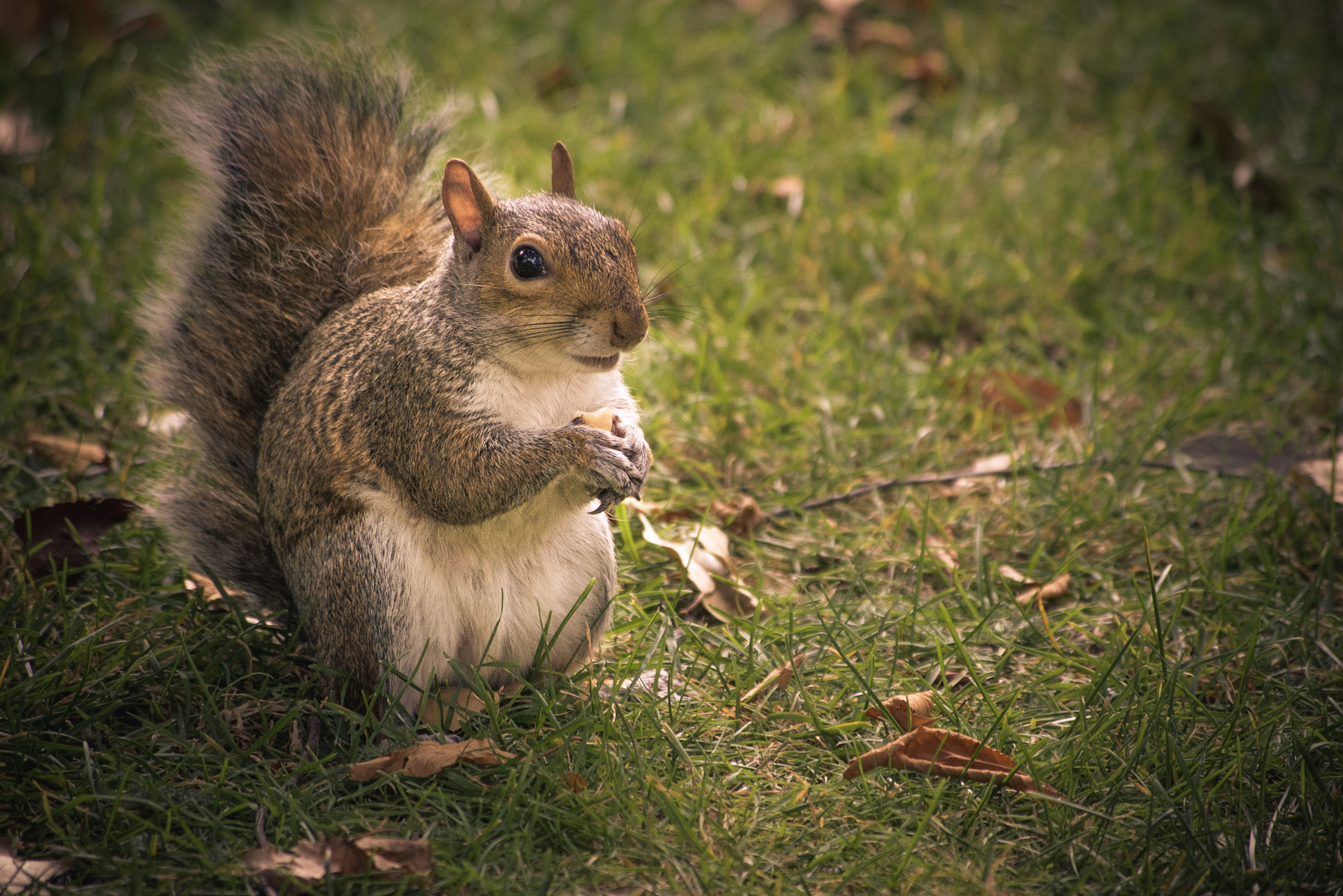Pentax K100D sample photo. Squirrel at st james’s park photography