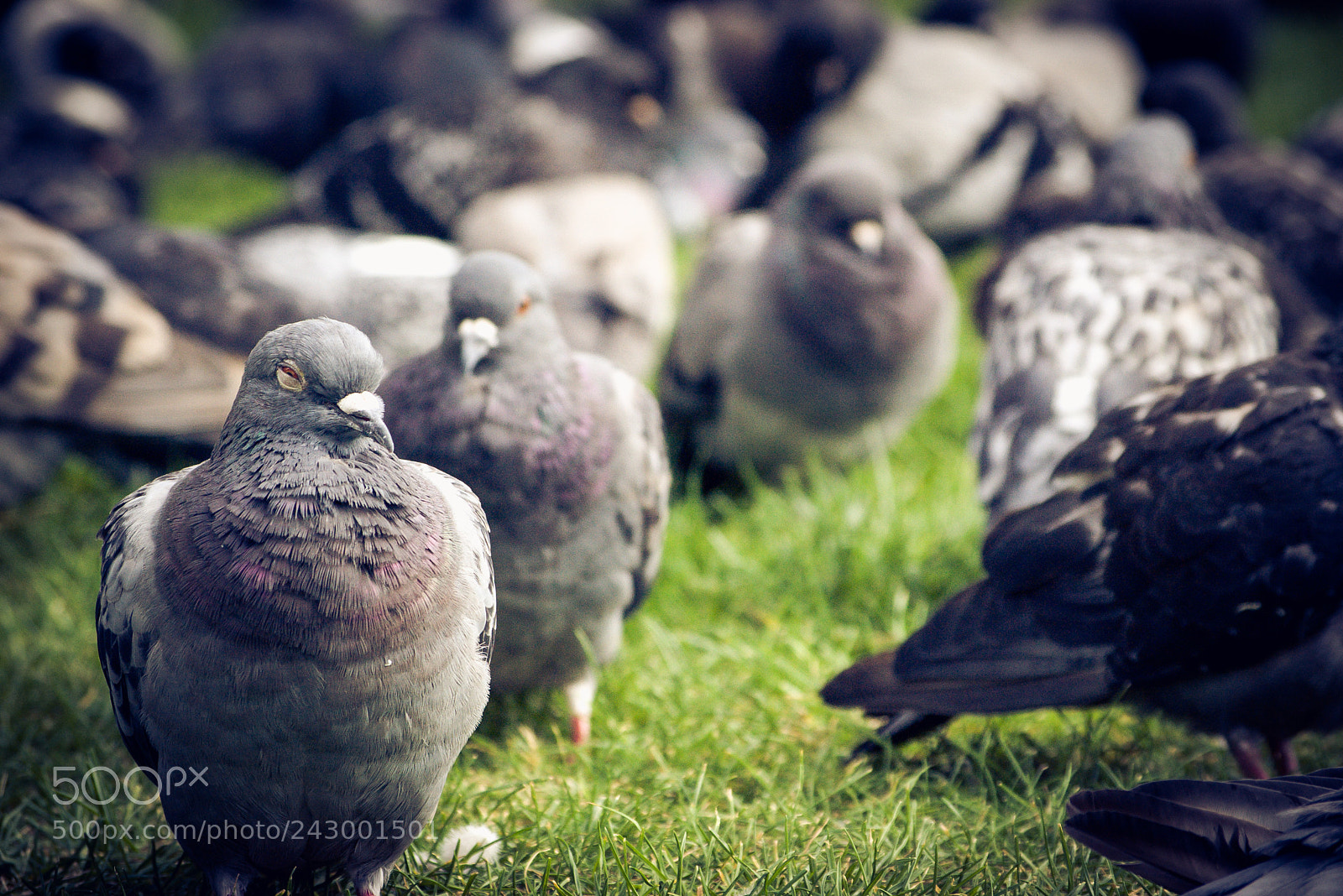 Pentax K100D sample photo. Pigeon meeting photography