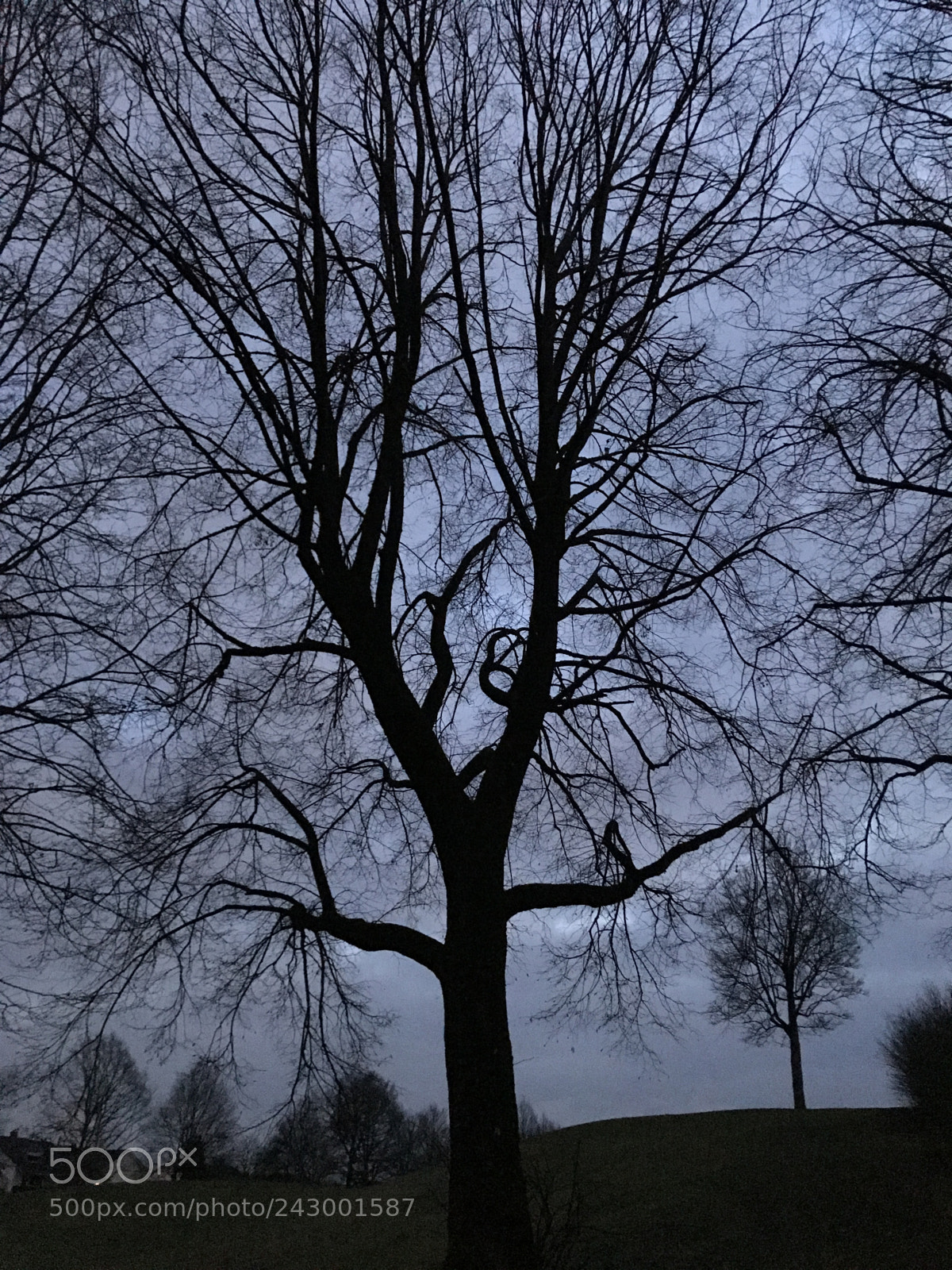 Apple iPhone 7 Plus sample photo. Night tree photography