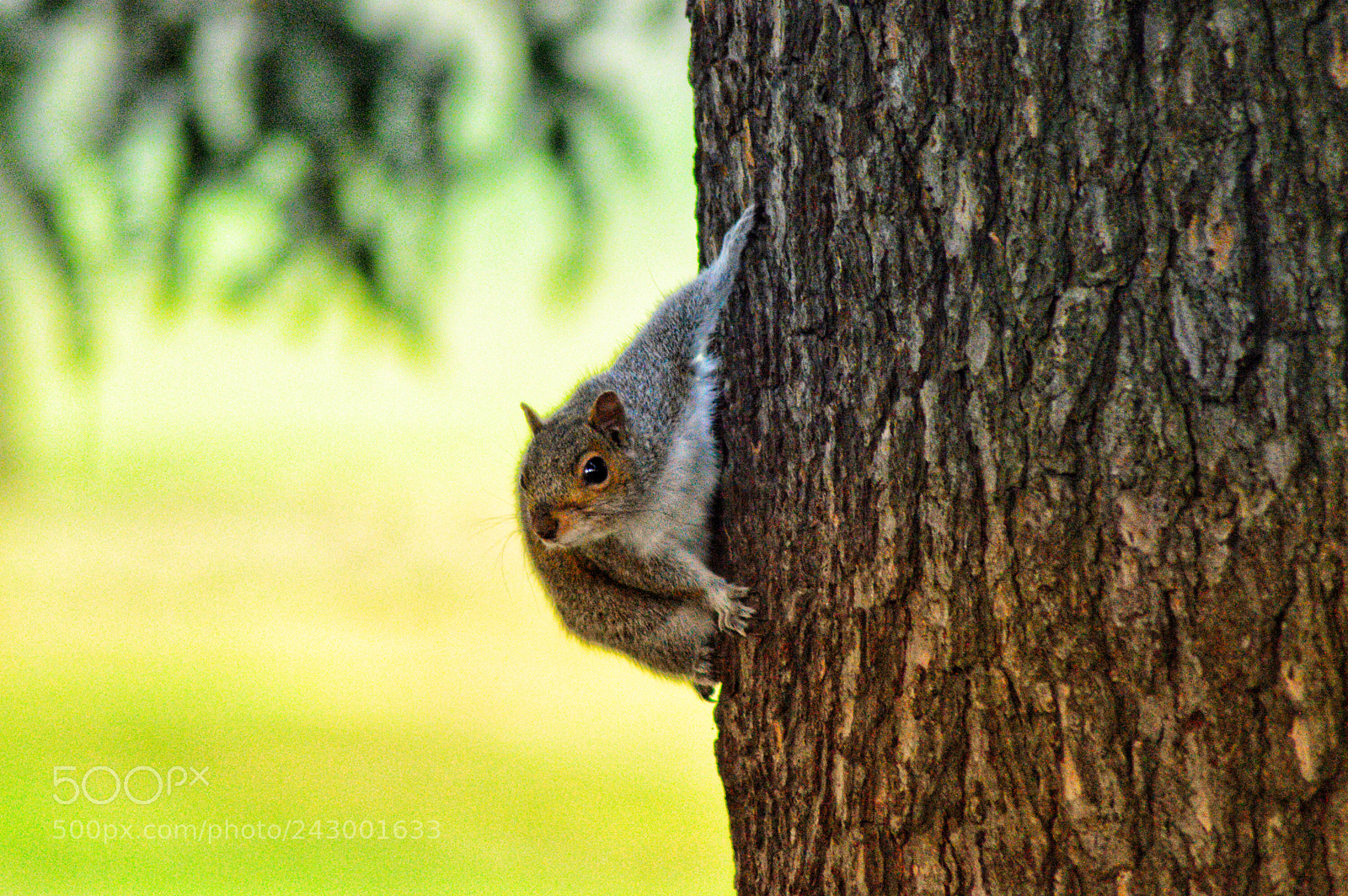 Nikon D3200 sample photo. Cheeky rascal. photography