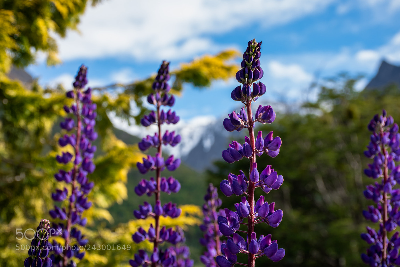 Nikon D7200 sample photo. Lupine photography
