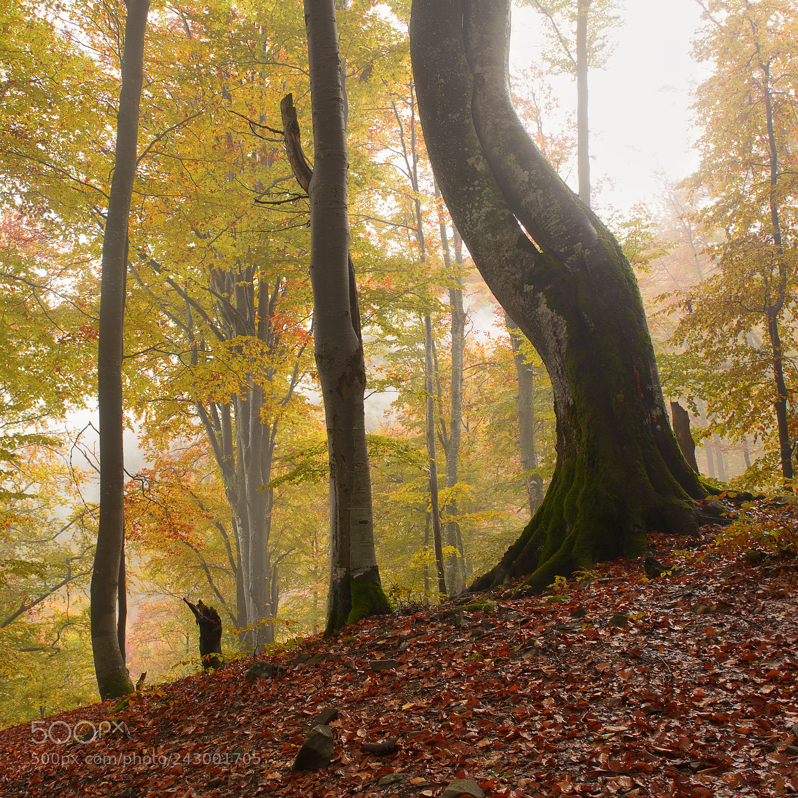 Nikon D7100 sample photo. Magic forest photography