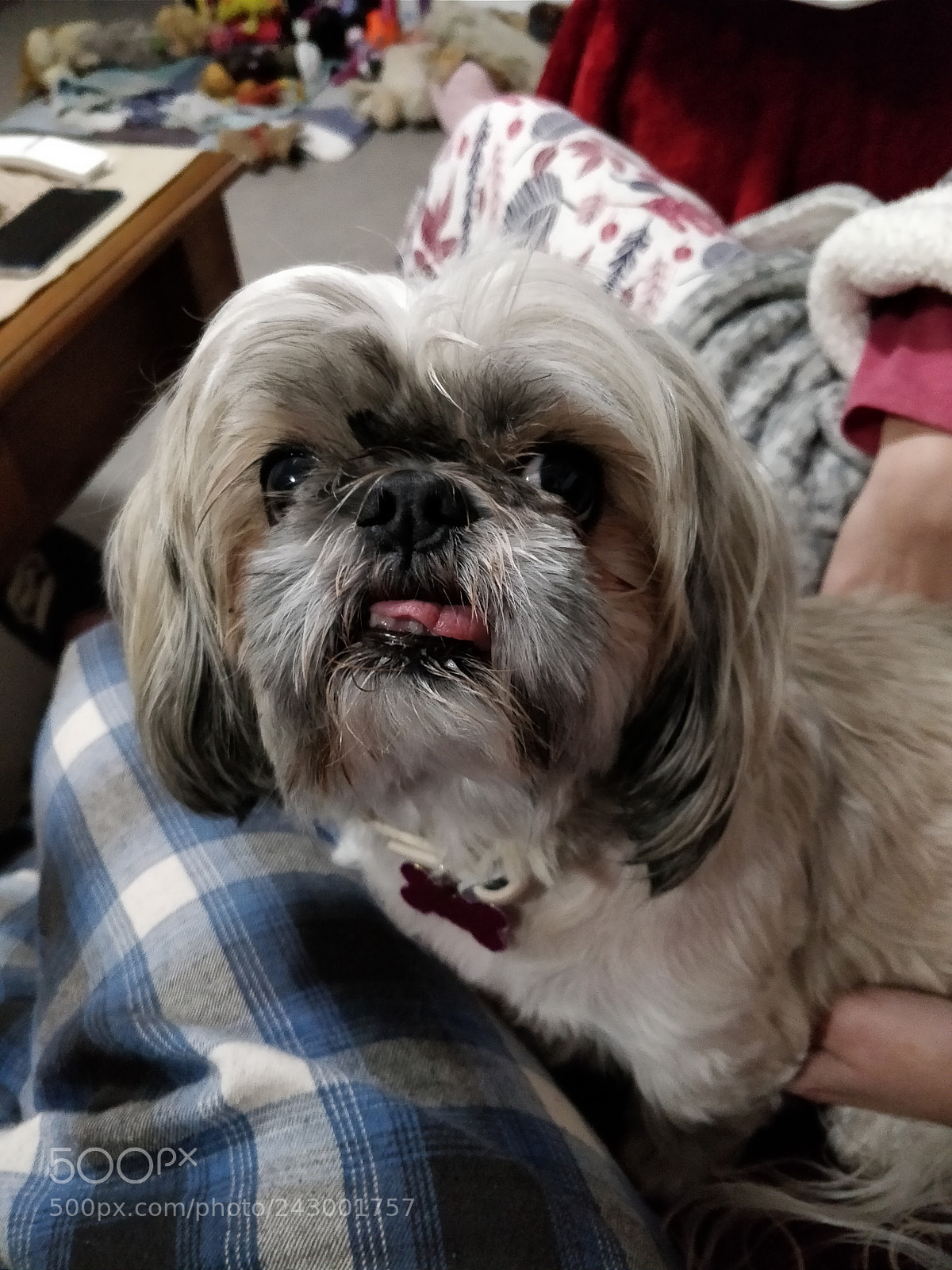 OnePlus 5 sample photo. Shih tzu dog portrait photography