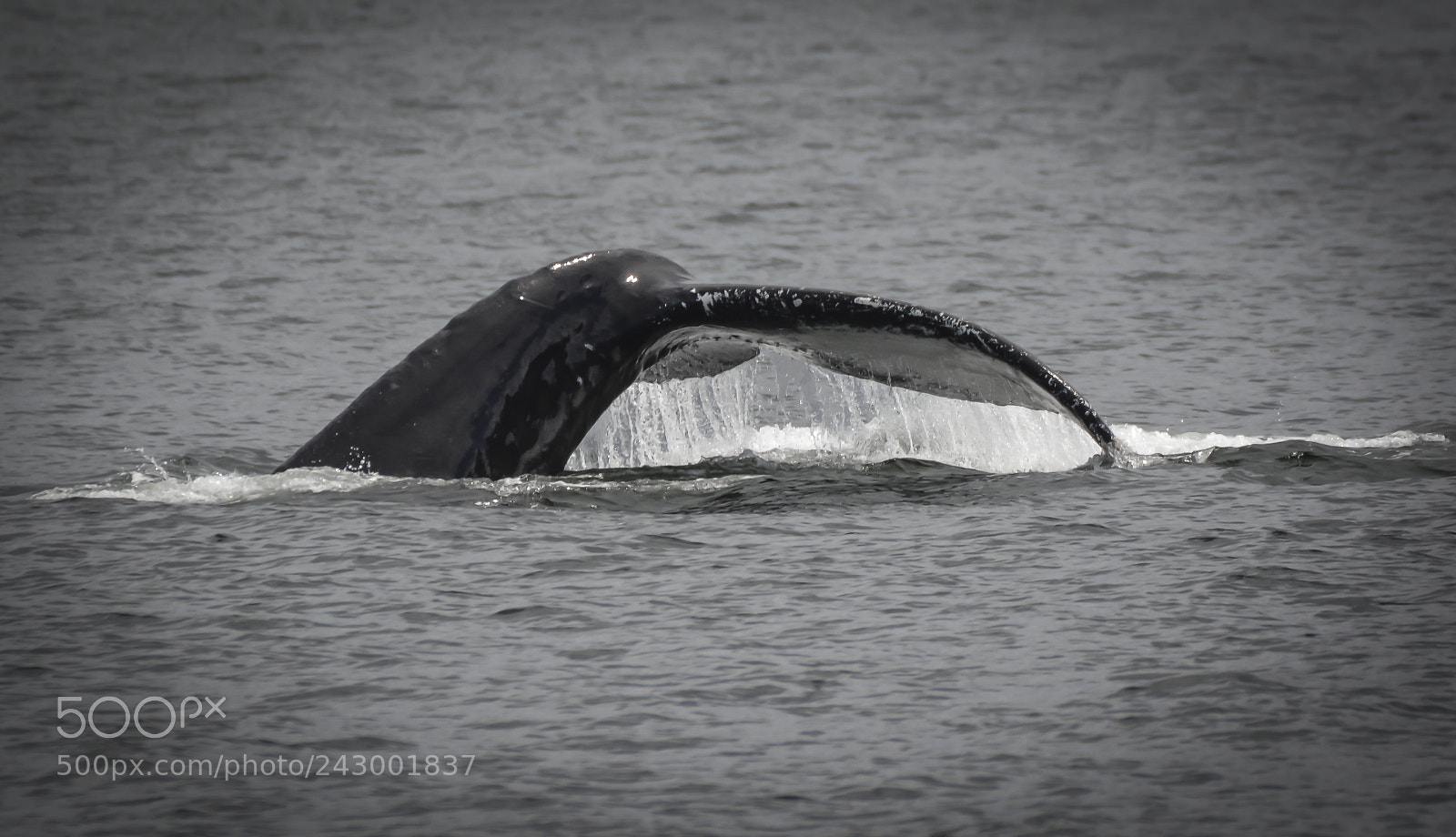 Nikon D7100 sample photo. Humpback whale sounding photography
