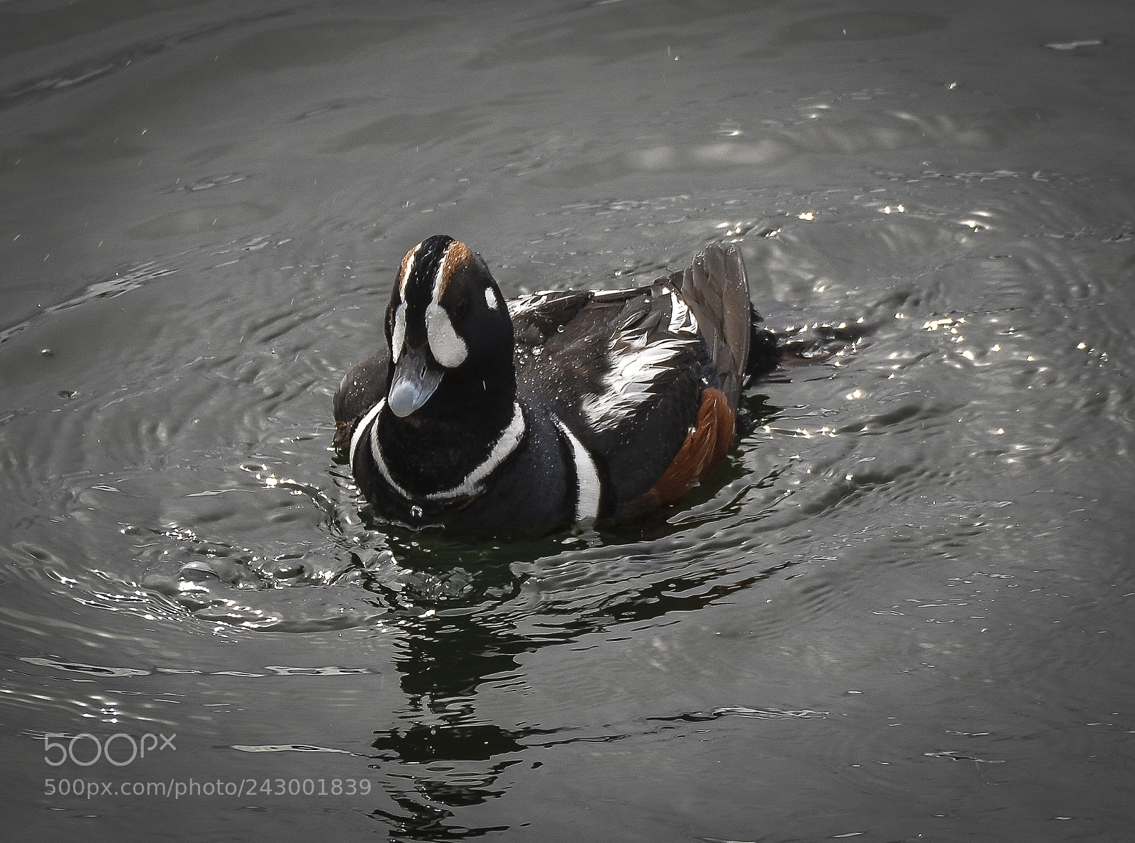 Nikon D7100 sample photo. Harlequin duck photography