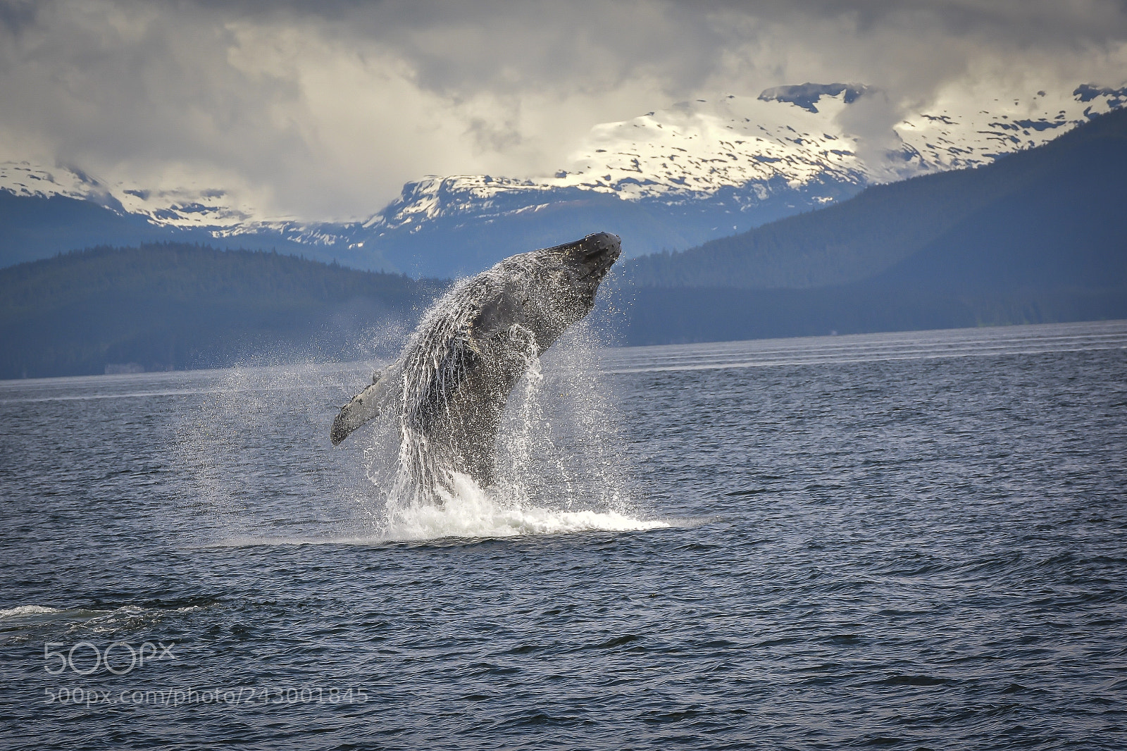 Nikon D7100 sample photo. Humpback whale breaching photography