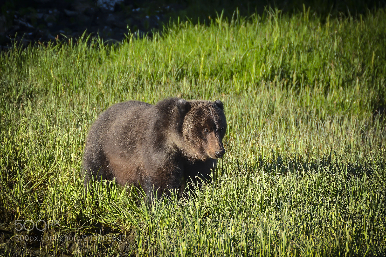 Nikon D7100 sample photo. Coastal brown bear photography
