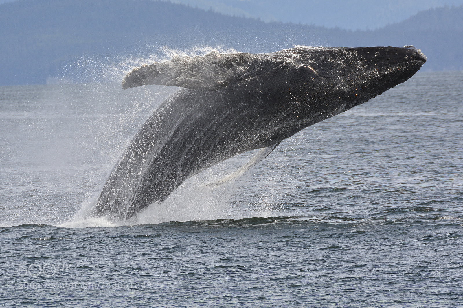 Nikon D7100 sample photo. Humpback whale breaching photography