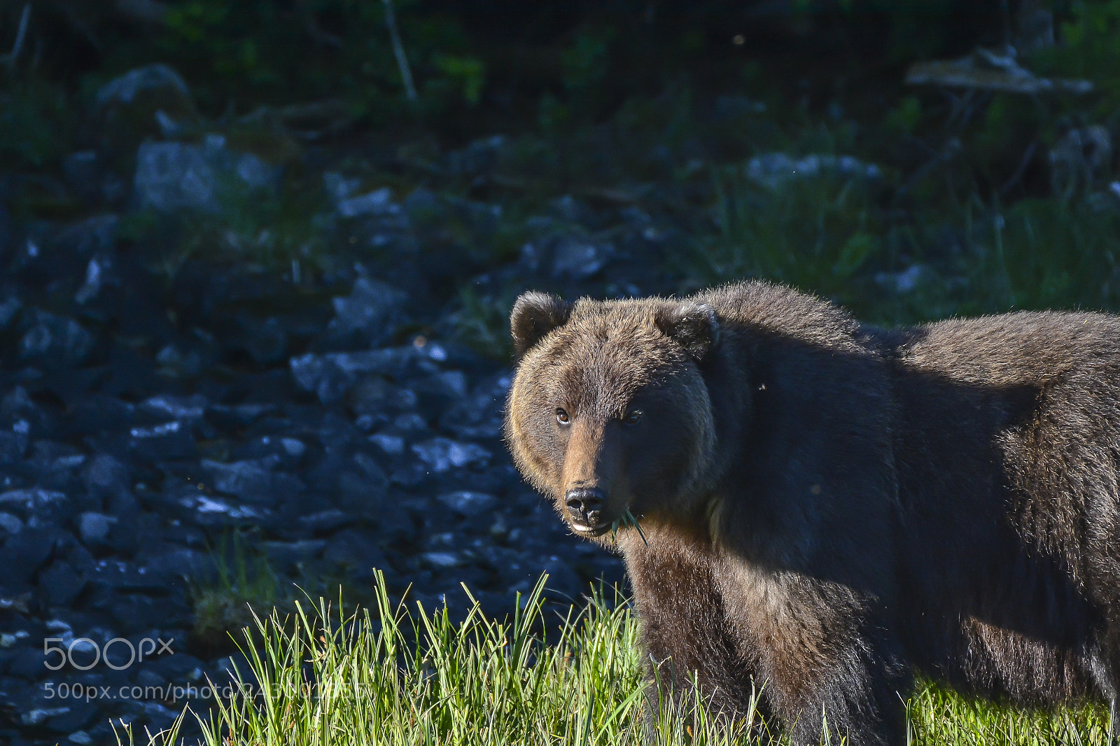 Nikon D7100 sample photo. Coastal brown bear photography