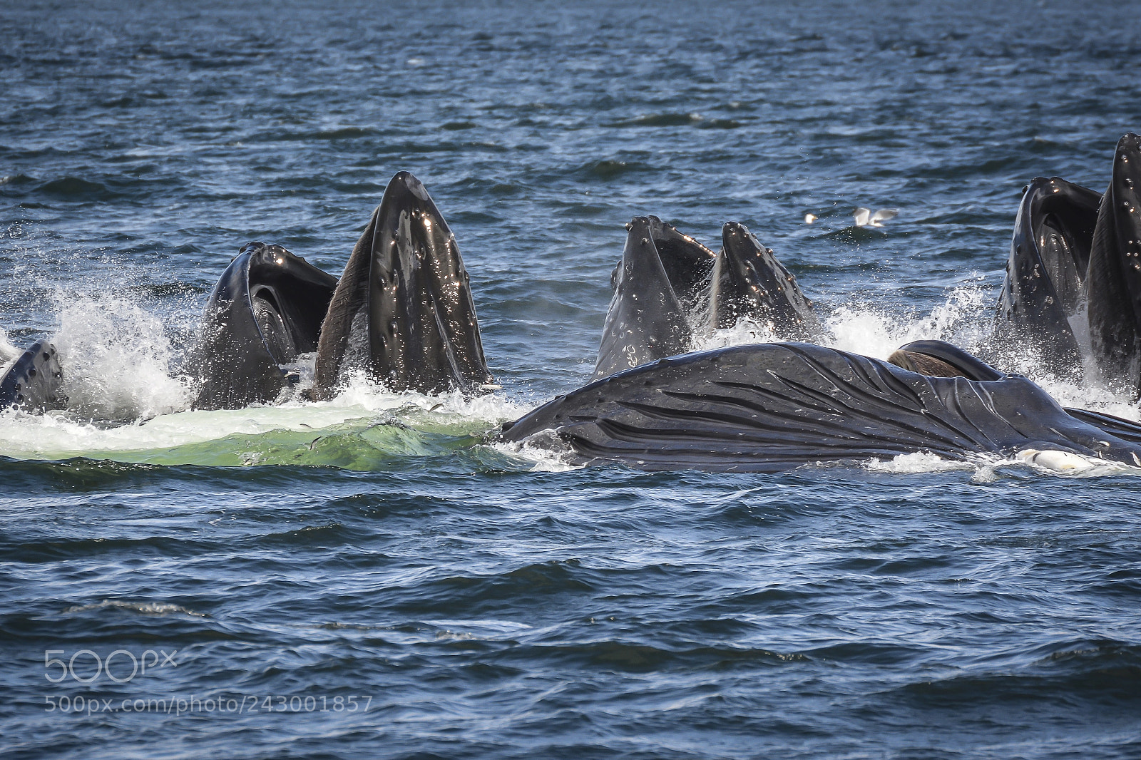 Nikon D7100 sample photo. Humpback whales bubble feeding photography