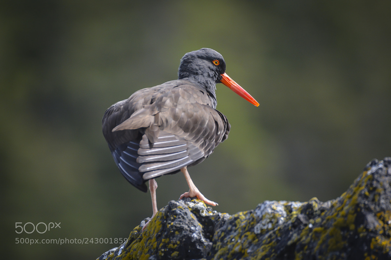 Nikon D7100 sample photo. Oyster catcher photography