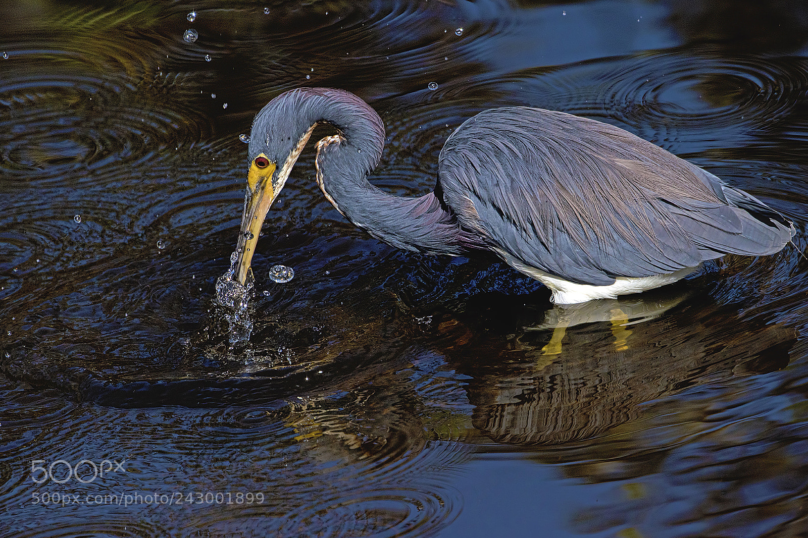 Nikon D810 sample photo. Fishing photography