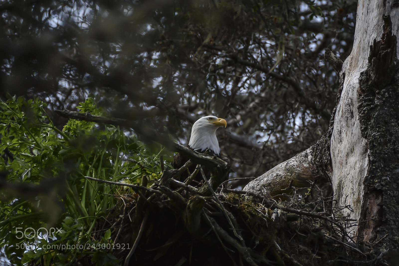 Nikon D7100 sample photo. Bald eagle photography