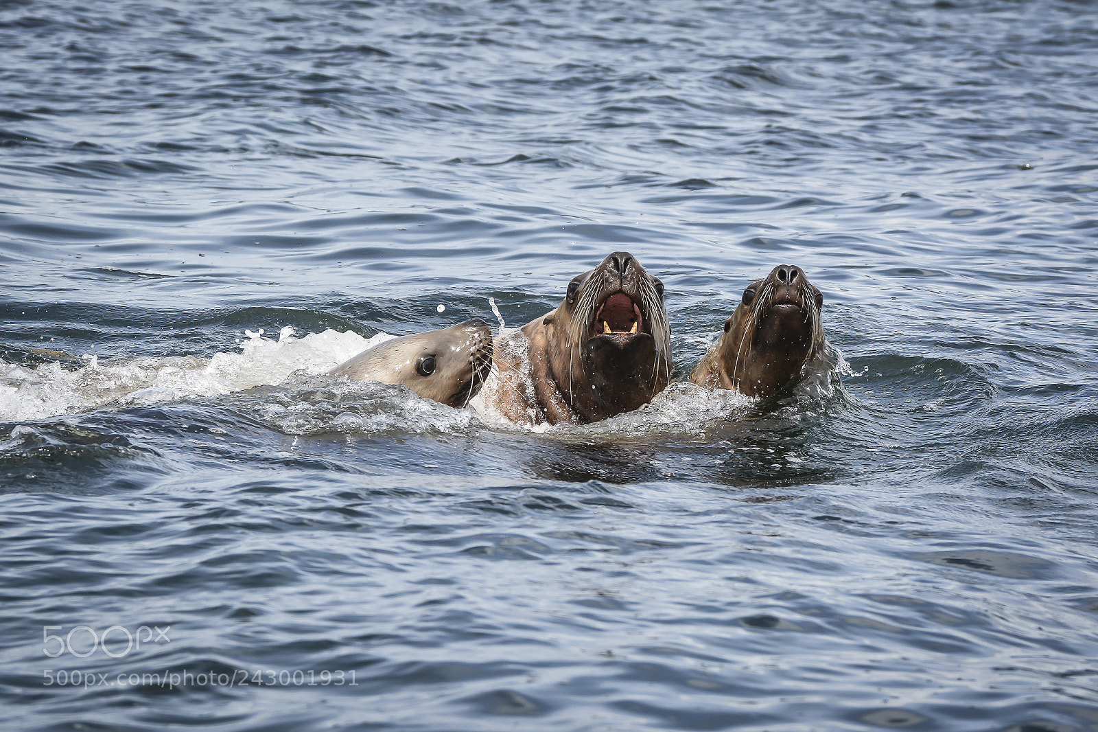 Nikon D7100 sample photo. Sea lion checking us photography