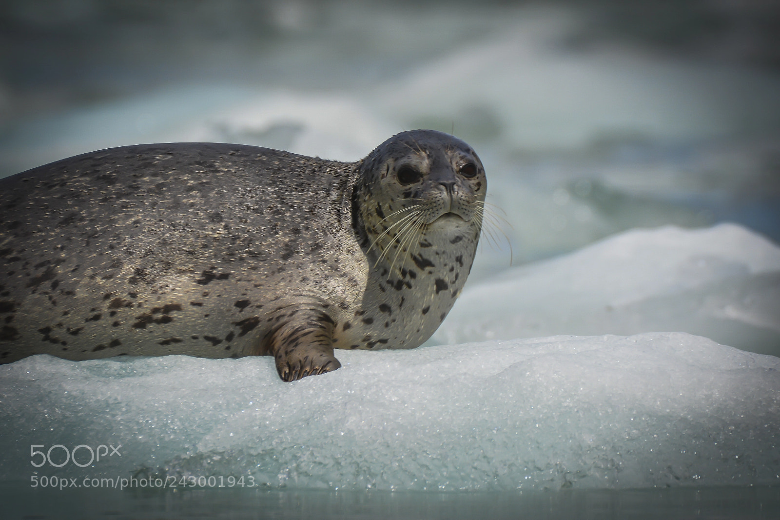 Nikon D7100 sample photo. Harbor seal photography