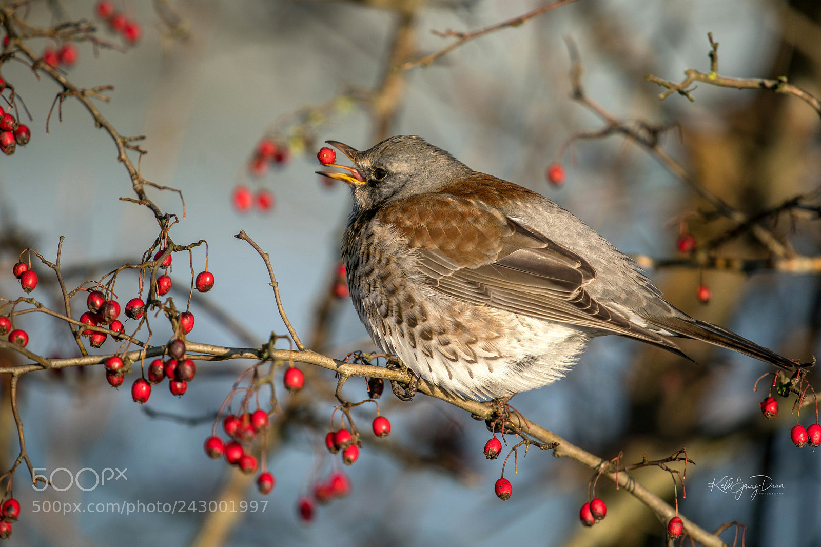 Sony a9 sample photo. Fieldfare feeding photography